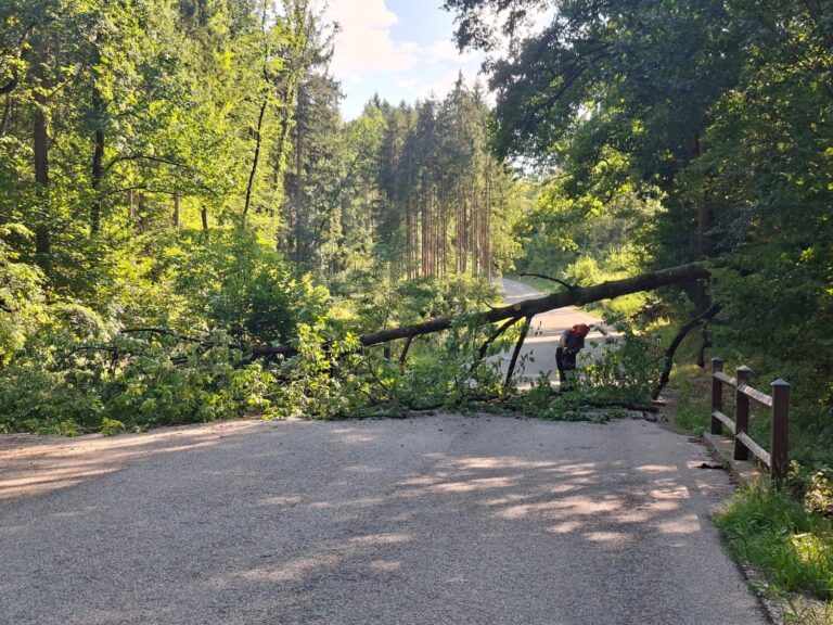 Mehr über den Artikel erfahren T1 – Baum über Straße
